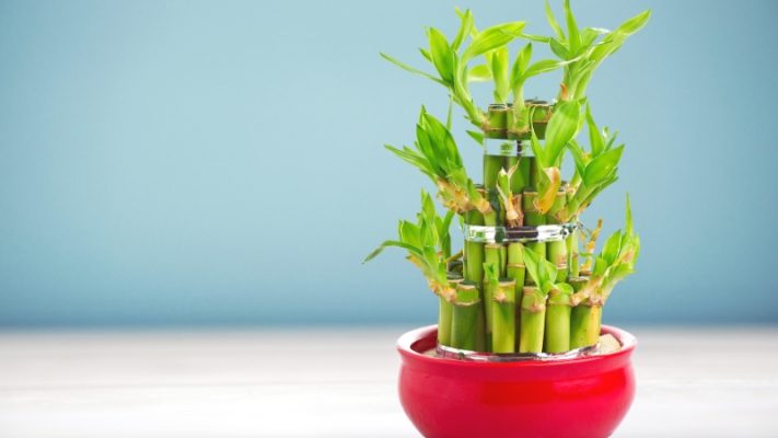 Chinese Bamboo Plant - For Wealth